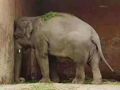 elefante-triste