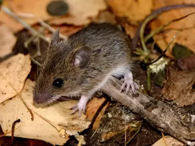 rata-hantavirus