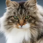Las 5 ciudades del mundo donde los gatos son sagrados y dominan las calles