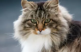 gato-1