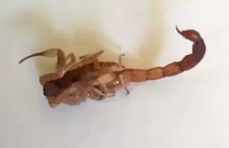 escorpion-la-plata
