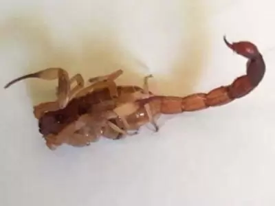 escorpion-la-plata