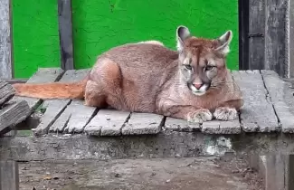 puma-1
