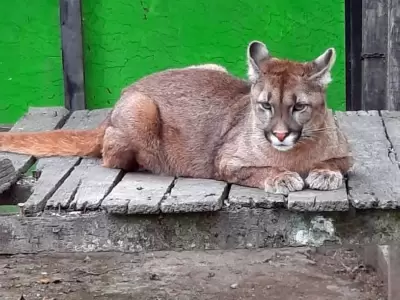 puma-1
