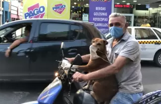 perro-barbijo