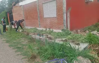 plantas-de-marihuana