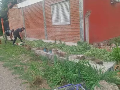 plantas-de-marihuana