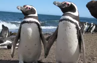 pinguino