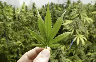 marihuana