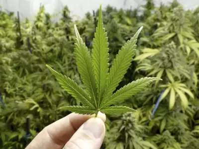marihuana