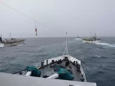 barcos