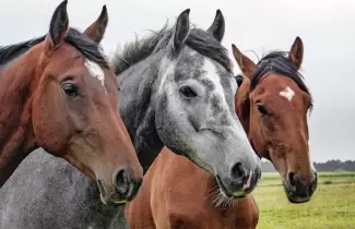 caballos