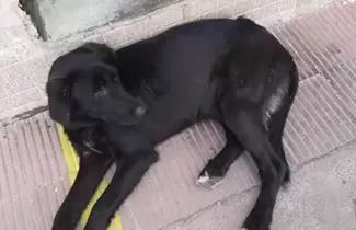 perrita-buscada-