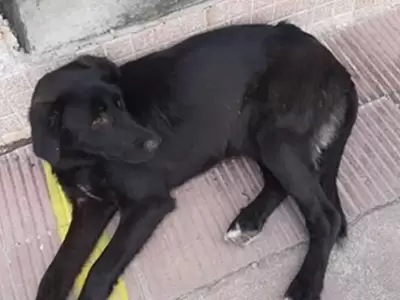 perrita-buscada-