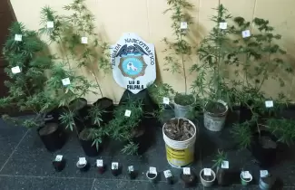 plantas-marihuana