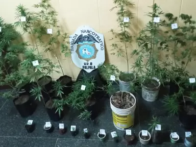 plantas-marihuana