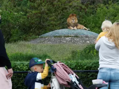 leones