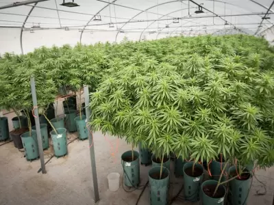 cannabis