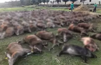 matanza-animales-portugal