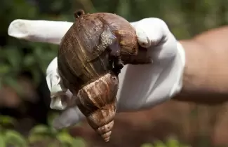 caracol-1
