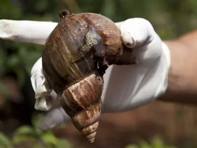 caracol-1