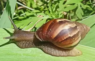 caracol-2