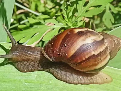 caracol-2