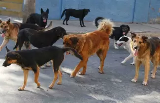perros-callejeros