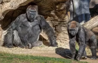 gorilas