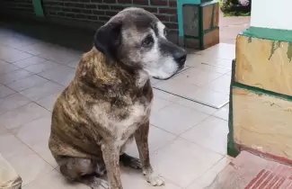 perdido-la-vina