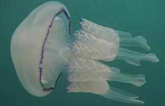 medusas