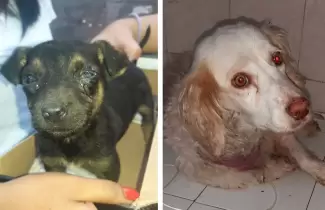 PERRITOS-HOGAR2