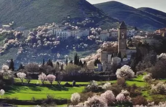 p-italia