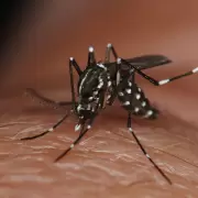 Fuerte aumento de casos del dengue en Argentina: las provincias ms afectadas y qu serotipos circulan