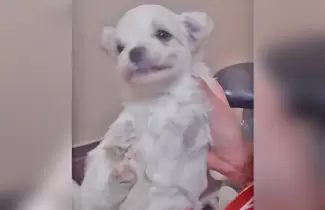 perrito-sin-patas-delanteras