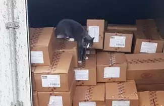 gato-ok