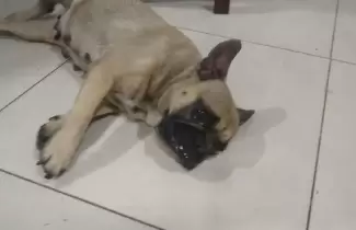 perrito