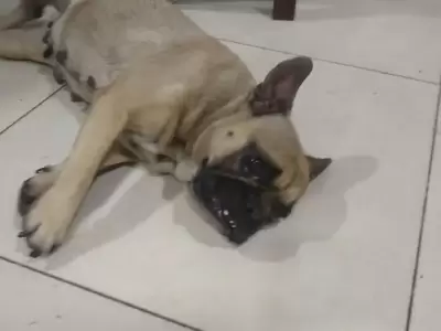 perrito