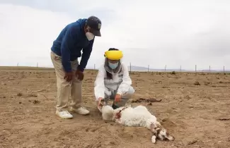 chupacabras-chile