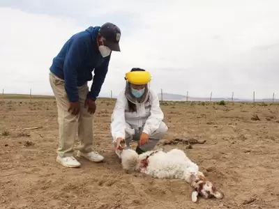 chupacabras-chile