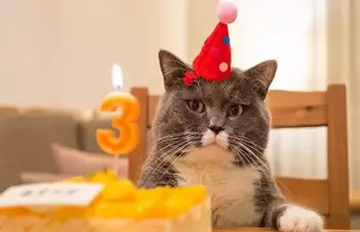 gato-cumpleanos
