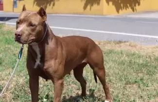 pitbull