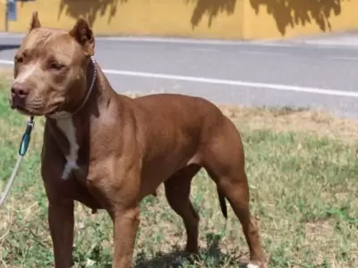 pitbull
