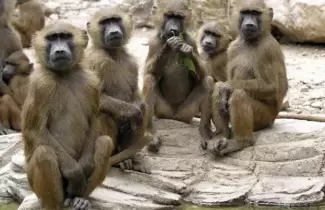 monos