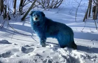 perro-azul
