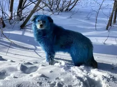 perro-azul