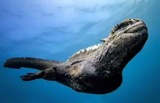 mini-godzila