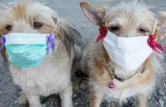 perros
