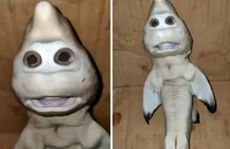 tiburon-con-rostro-de-humano