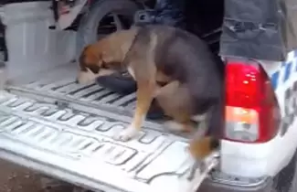 axel-perro-policia